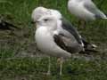 Goéland leucophée Larus michahellis