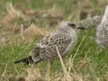 Goéland leucophée Larus michahellis