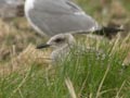 Goéland leucophée Larus michahellis