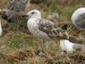 Goéland leucophée Larus michahellis