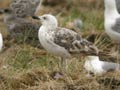 Goéland leucophée Larus michahellis