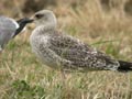 Goéland leucophée Larus michahellis