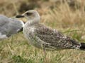 Goéland leucophée Larus michahellis