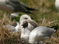 Goéland leucophée Larus michahellis