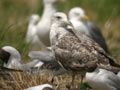 Goéland leucophée Larus michahellis