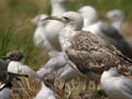 Goéland leucophée Larus michahellis