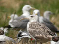 Goéland leucophée Larus michahellis