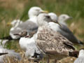 Goéland leucophée Larus michahellis