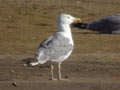 Goéland leucophée Larus michahellis