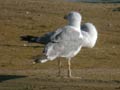 Goéland leucophée Larus michahellis