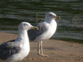 Goéland leucophée Larus michahellis