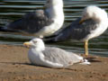 Goéland leucophée Larus michahellis