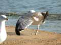 Goéland leucophée Larus michahellis