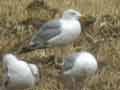 Goéland leucophée Larus michahellis