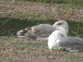 Goéland leucophée Larus michahellis