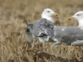 Goéland leucophée Larus michahellis