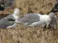 Goéland leucophée Larus michahellis