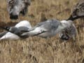 Goéland leucophée Larus michahellis