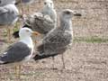 Goéland leucophée Larus michahellis