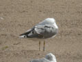 Goéland leucophée Larus michahellis