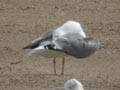 Goéland leucophée Larus michahellis