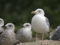 Goéland leucophée Larus michahellis