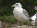 Goéland leucophée Larus michahellis