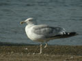 Goéland leucophée Larus michahellis