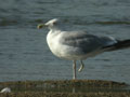 Goéland leucophée Larus michahellis