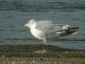 Goéland leucophée Larus michahellis