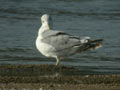 Goéland leucophée Larus michahellis