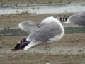 Goéland leucophée Larus michahellis