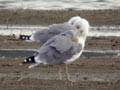 Goéland leucophée Larus michahellis