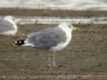 Goéland leucophée Larus michahellis