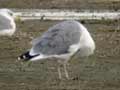 Goéland leucophée Larus michahellis