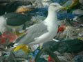 Goéland leucophée Larus michahellis