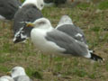 Goéland leucophée Larus michahellis