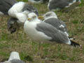 Goéland leucophée Larus michahellis