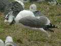 Goéland leucophée Larus michahellis