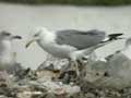 Goéland leucophée Larus michahellis