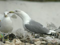 Goéland leucophée Larus michahellis