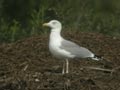 Goéland leucophée Larus michahellis