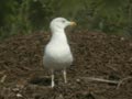 Goéland leucophée Larus michahellis