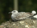 Goéland leucophée Larus michahellis