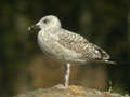 Goéland leucophée Larus michahellis