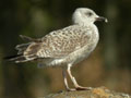 Goéland leucophée Larus michahellis