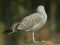 Goéland leucophée Larus michahellis