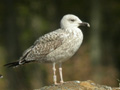 Goéland leucophée Larus michahellis