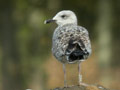 Goéland leucophée Larus michahellis