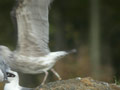 Goéland leucophée Larus michahellis